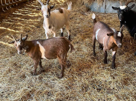 Trio of Pygmy goats