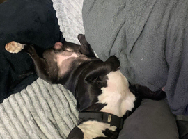 Black with white chest and feet