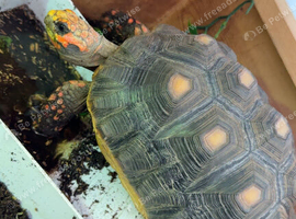 Red foot tortoise.