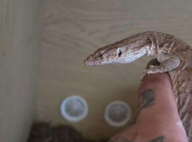 Unrelated Adult Pair Mulga Monitor
