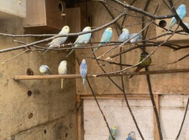 Baby rainbow budgies