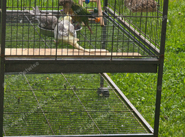Cockatiel