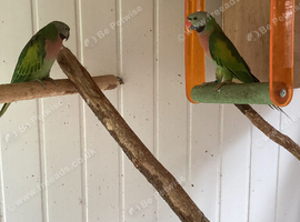Moustache parrots