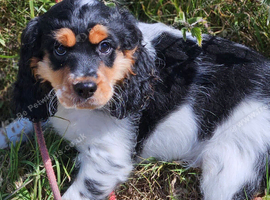 Lovely cockapoo x cockailer puppies for sale