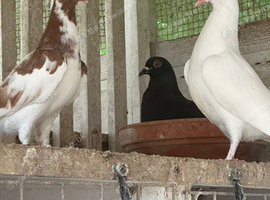 Roller pigeons