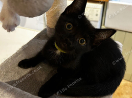 Pretty female kitten