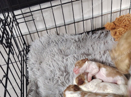 Cavalier king Charles