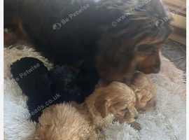 8 Cockapoo Puppies Looking For A Forever Loveing H