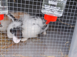2 14 week old bunnys