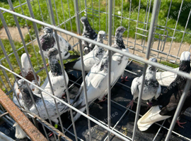 Pigeon Budapest