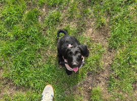 Doxiepoo