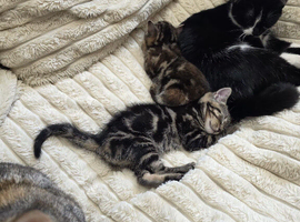 2 lovely kittens.
