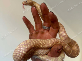 King snake
