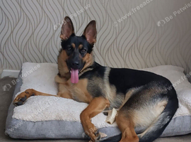 Pretty GSD puppy