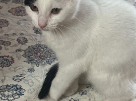 Kitten