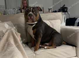 Pocket bully for stud blue tri