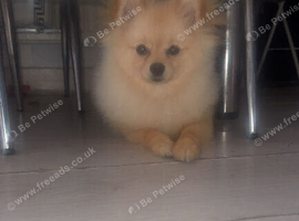Tea cup Pomeranian dog