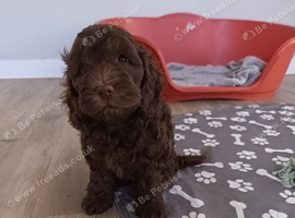 1 gorgeous chocolate cockapoo