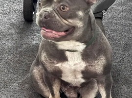 French bulldog