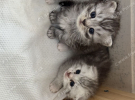 STUNNING CHINCHILLA SCOTTISH FOLD & SCOTTISH STRAIGHT KITTENS