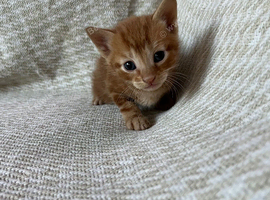Beautiful Kittens For Sale