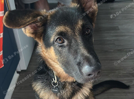 Male German shepherd
