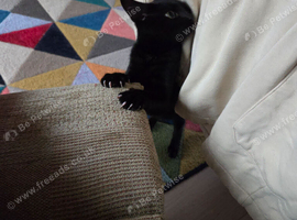 2 kittens 1 black and 1 ginger both male