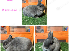 Pure breed Netherlands dwarf