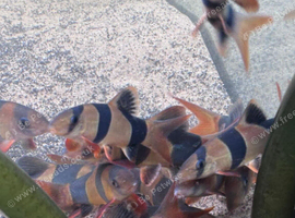 12 Clown Loach around 4in