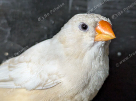 Orange breasted black breasted Isabel hen