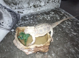 One female bearded dragon