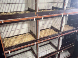 Breeding cages