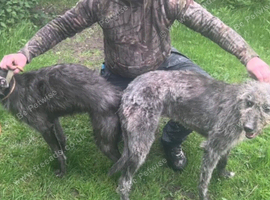 Beddy greyhound pups