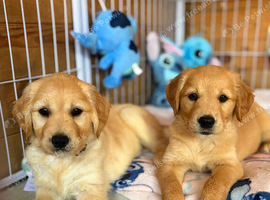 Kc golden retriever puppies