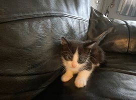 3kittens
