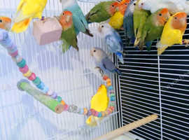 Love Birds