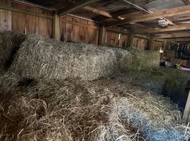 Fresh cut hay
