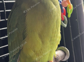 Ringneck parrot