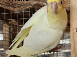 Cockatiel