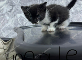 Domestic british short hair