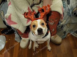 Female staffy cross jack Russell