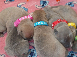 Staff puppies