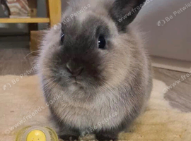 Wanted baby/adult rabbit