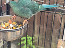 Make kakariki parrots