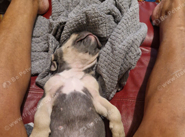 STUNNING FLUFFY FRENCH BULLDOGS!!!