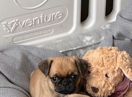 Gorgeous Pug Puppies