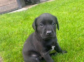 Midnight Magic &ndash; Black Labrador Puppies