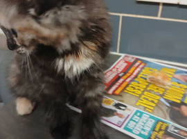 2 kittens looking for homes