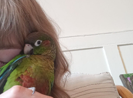 Conure
