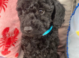 Black Male Cockapoo pup